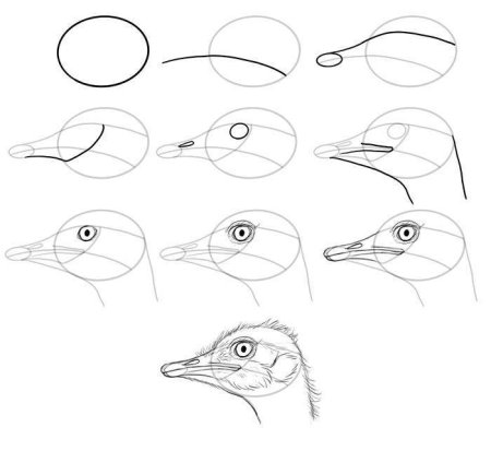 Рисование орла пошагово