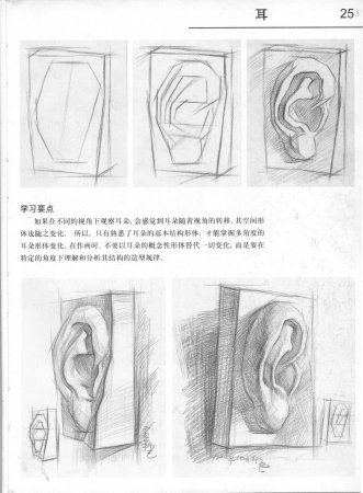 Ухо Давида Академический рисунок