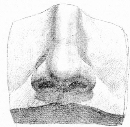 Пластическая анатомия носа