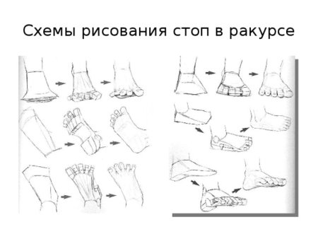 Стопа схема рисунок