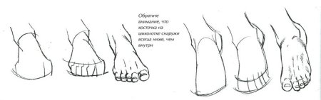 Ступни человека рисунок карандашом пропорции