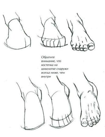 Ступня рисунок спереди