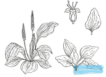 Подорожник раскраска для детей