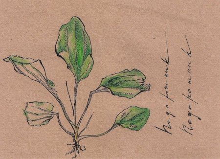 Подорожник карандашом