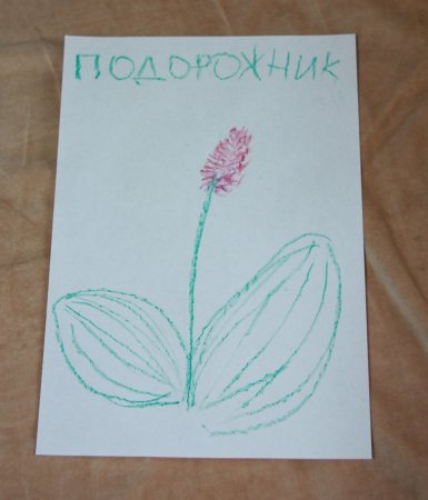 Подорожник рисунок легкий