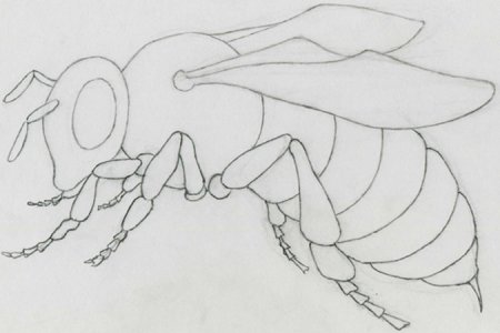 Шмель рисунок карандашом