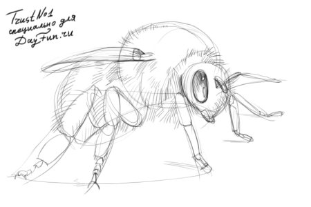 Шмель пошагово рисунок