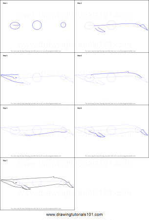 Поэтапное рисование кита для детей