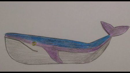 Рисование кит в старшей группе