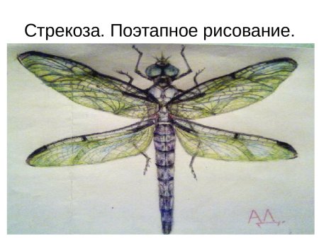 Этапы рисования Стрекозы