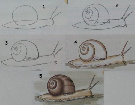 Поэтапное рисование улитки для детей