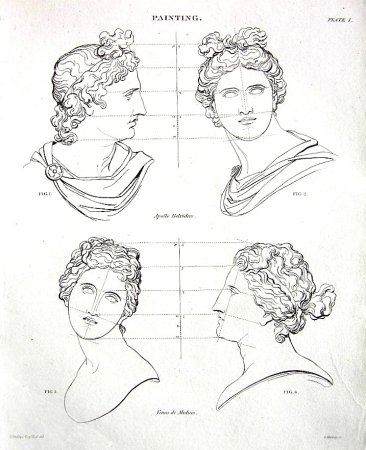 Пропорции головы Аполлона