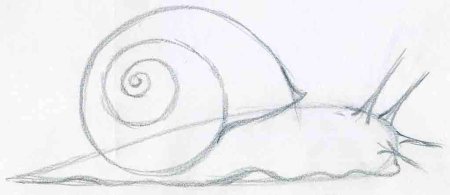 Поэтапное рисование улитки для детей