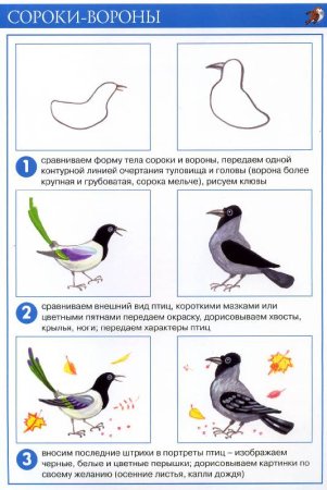 Технологическая карта рисования птиц