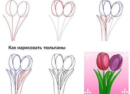Тюльпан пошагово рисунок