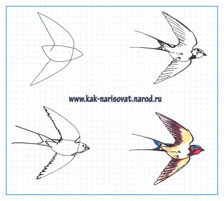 Как рисовать голубя поэтапно карандашом