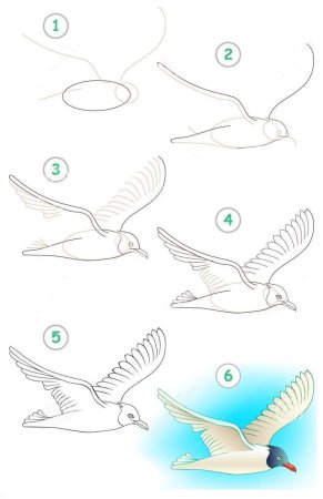 Колибри рисунок карандашом поэтапно