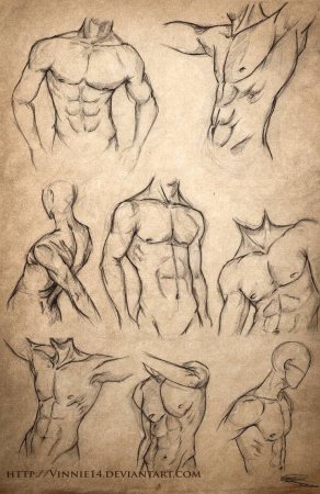 Анатомия рук мужчины для рисования