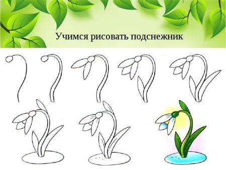 Поэтапное рисование подснежника
