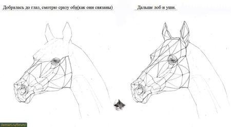 Морда лошади рисунок поэтапно (52 фото)