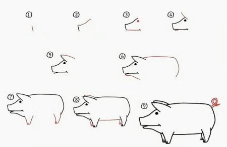 Поэтапный рисунок свиньи