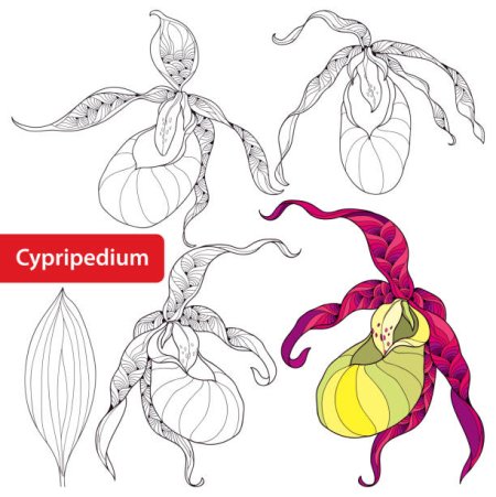 Раскраска растения Венерин башмачок