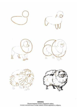 Шпиц рисунок поэтапно