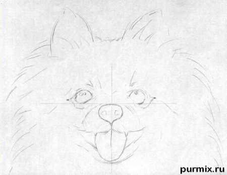 Шпиц рисунок карандашом