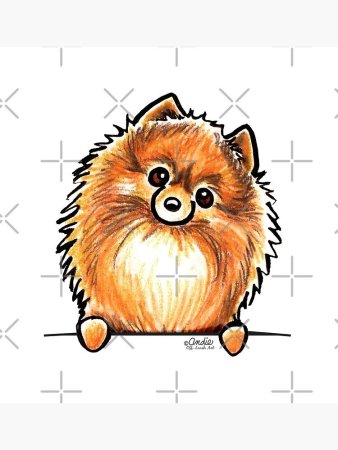 Померанский шпиц рисунок