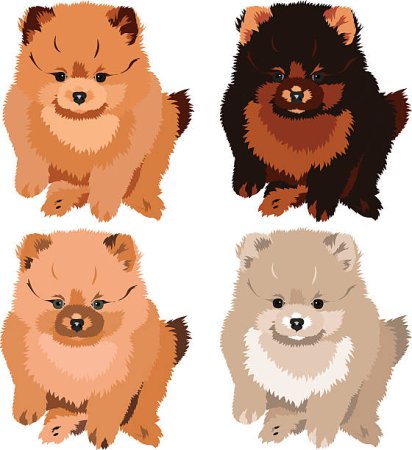 Собака шпиц вектор