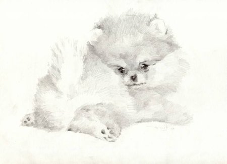 Раскраска шпица померанского щенка