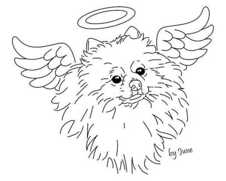 Раскраска шпица померанского щенка