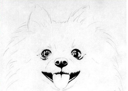 Шпиц рисунок карандашом