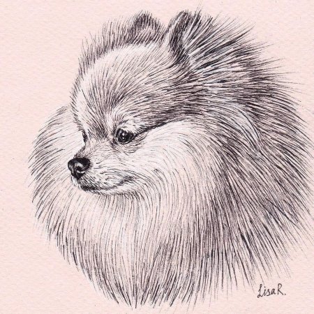 Померанский шпиц рисунок