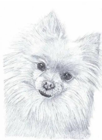 Зарисовка померанского шпица