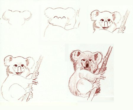 Схема рисования коала