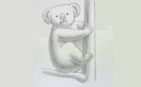 Коала поэтапное рисование