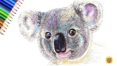 Куала рисунок карандашом