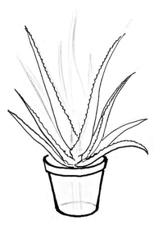 Рисование в горшке алоэ