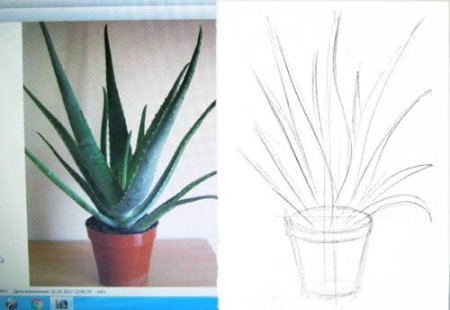 Поэтапное рисование комнатных растений