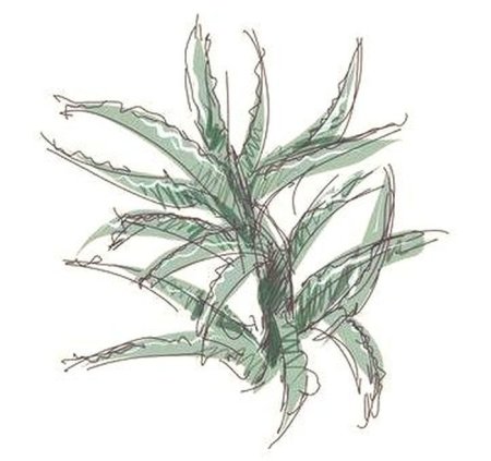 АЛОЯ ботаника листа