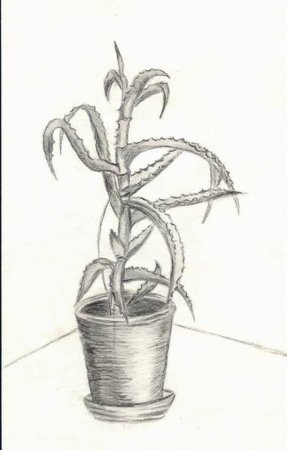 Цветок в горшке карандашом