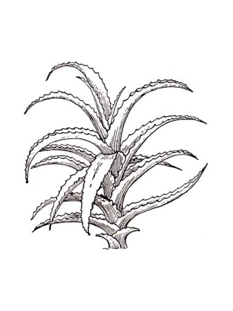 Алоэ столетник раскраска