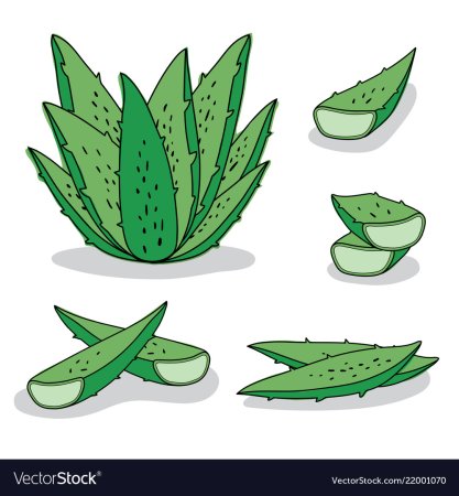 Алоэ раскраска