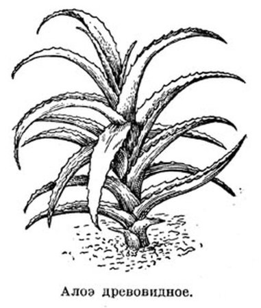 Алоэ дикое рисунок