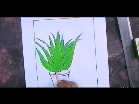 Алоэ Вера размножение листом