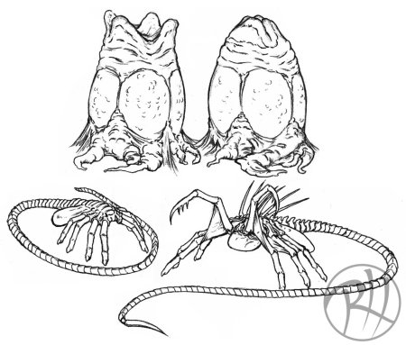 Цикл развития ксеноморфа