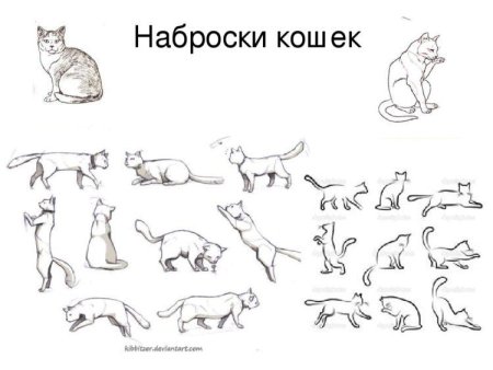 Кошачьи позы для рисования