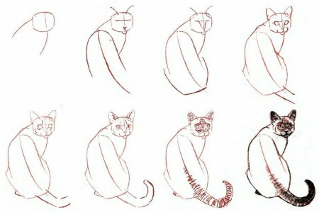 Поэтапный рисунок кошки