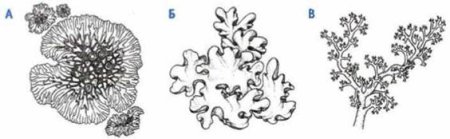 Накипные лишайники раскраска